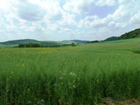 Hochwald 014