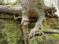 2015.04.26065.JPG