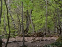 2015.04.26074.JPG