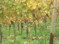2014.11.02 Oldtimerfreunde Weinprobefahrt 018